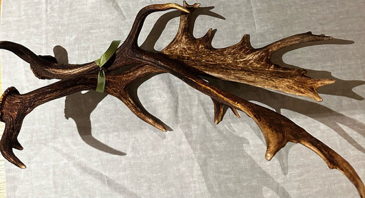 Deer Antlers
