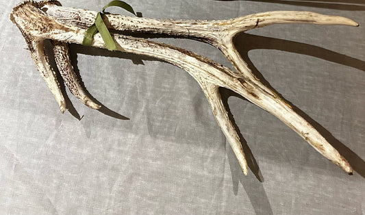 Deer Antlers